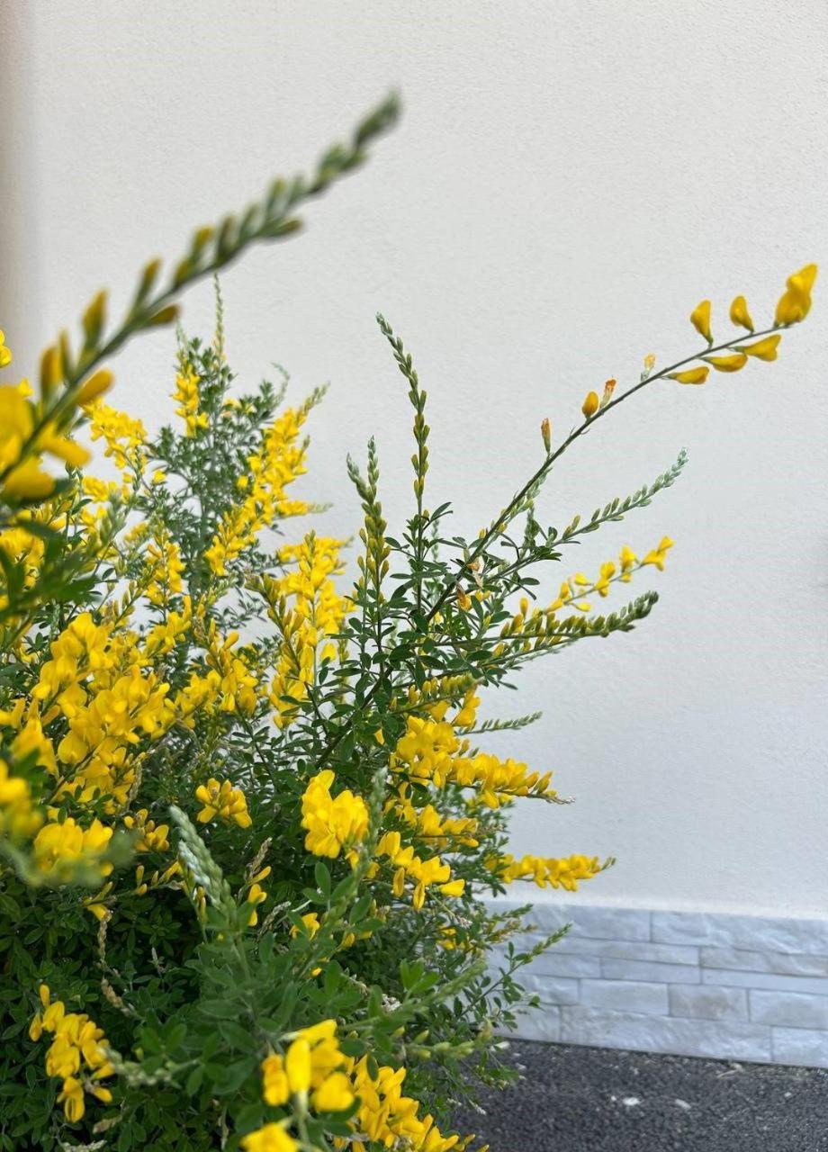 B&B La Ginestra Scafati Exteriér fotografie